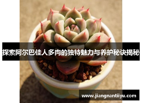 探索阿尔巴佳人多肉的独特魅力与养护秘诀揭秘
